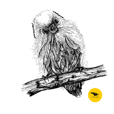 Schwarzweisse Tintezeichnung eines Vogels