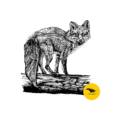 Schwarzweisse Tintezeichnung eines Fuchses