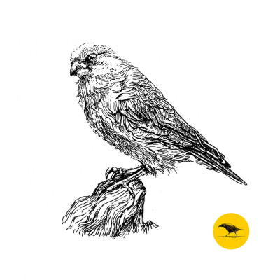 Schwarzweisse Tintezeichnung eines Vogels