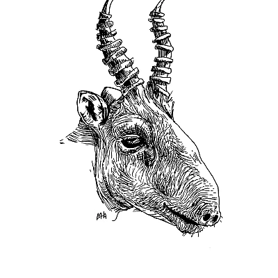 Schwarze Zeichnung eines Saigaantilope.