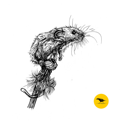 Schwarzweisse Tintezeichnung einer Maus