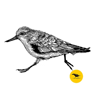 Schwarzweisse Tintezeichnung eines Vogels