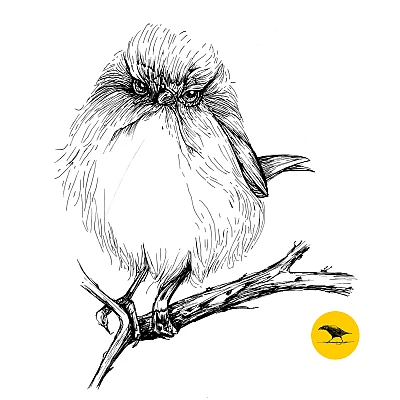 Schwarzweisse Tintezeichnung eines Vogels