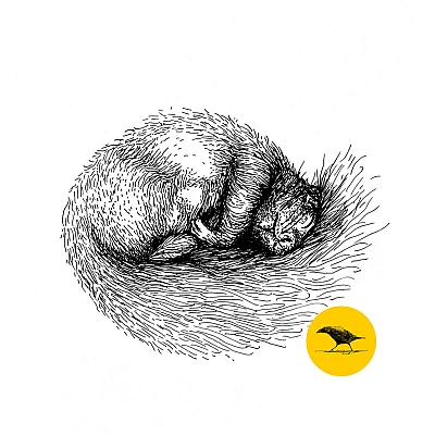 Schwarzweisse Tintezeichnung eines Eichhörnchens