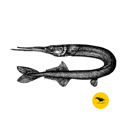 Schwarzweisse Tintezeichnung eines Fisches
