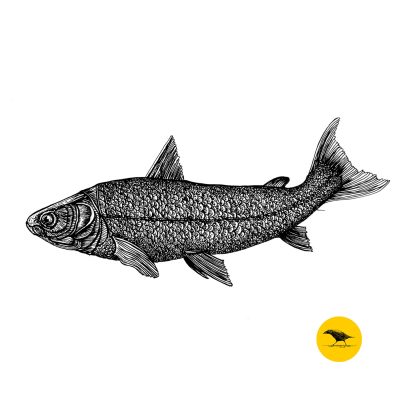 Schwarzweisse Tintezeichnung eines Fisches