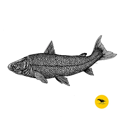 Schwarzweisse Tintezeichnung eines Fisches