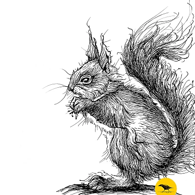 Schwarzweisse Tintezeichnung eines Eichhörnchens