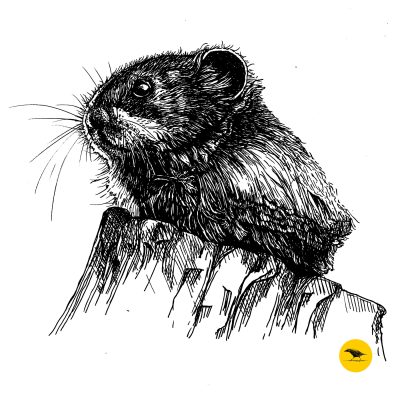 Schwarzweisse Tintezeichnung eines Hamsters