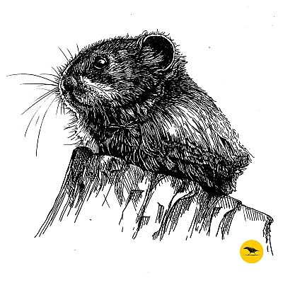 Schwarzweisse Tintezeichnung eines Hamsters