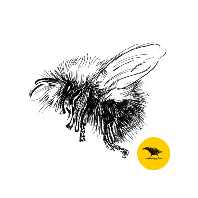 Schwarzweisse Tintezeichnung eines Insekts