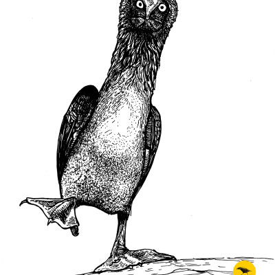 Schwarzweisse Tintezeichnung eines Vogels