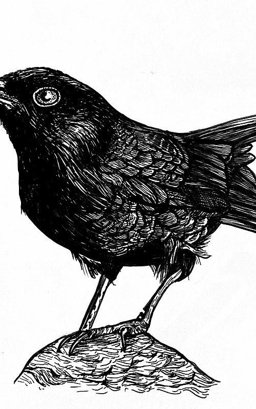 Schwarzweisse Tintezeichnung eines Vogels