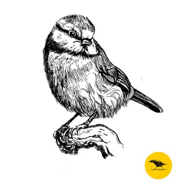 Schwarzweisse Tintezeichnung eines Vogels