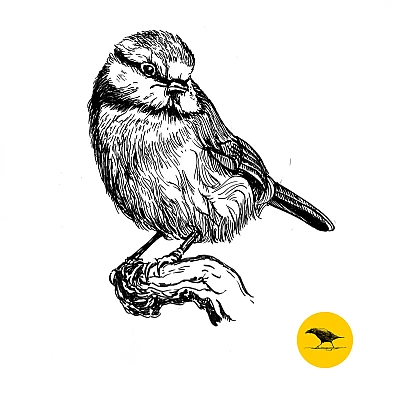 Schwarzweisse Tintezeichnung eines Vogels