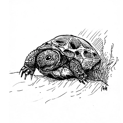 Schwarze Zeichnung einer Schildkröte