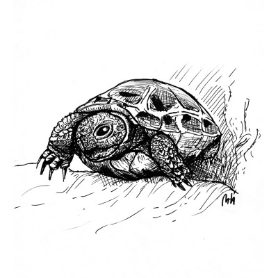 Schwarze Zeichnung einer Schildkröte