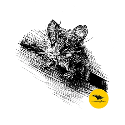 Schwarzweisse Tintezeichnung einer Maus