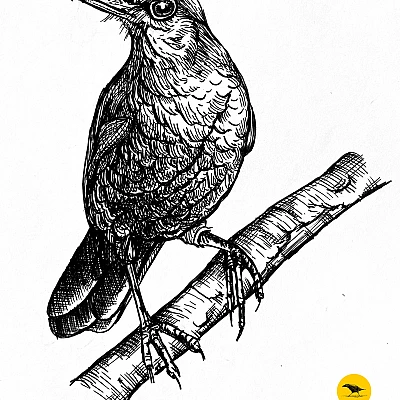 Schwarzweisse Tintezeichnung eines Vogels