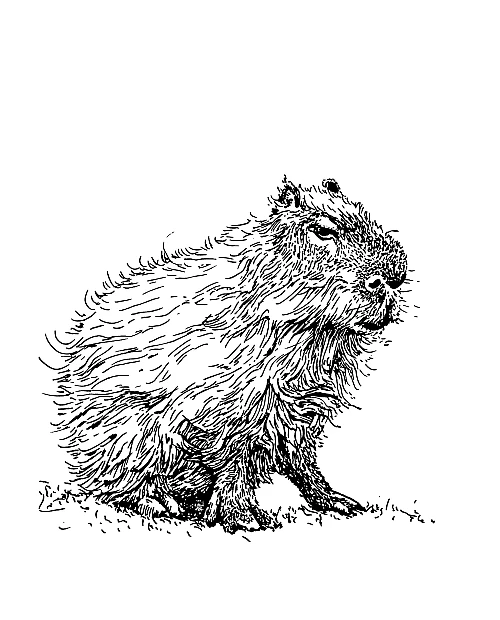 Schwarze Zeichnung eines Capybara
