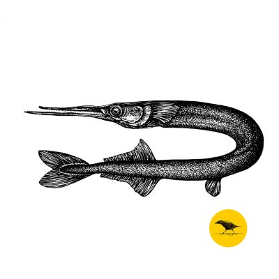 Schwarzweisse Tintezeichnung eines Fisches