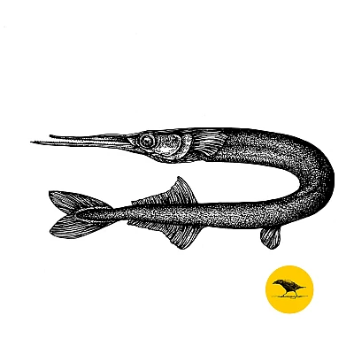 Schwarzweisse Tintezeichnung eines Fisches