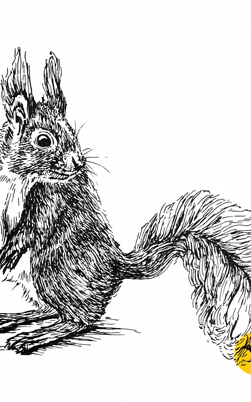 Schwarze Zeichnung eines Eichhörnchens, das aufrecht stehend nach rechts schaut.