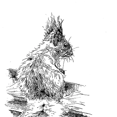 Schwarze Tintezeichnung eines sitzenden Eichhörnchens auf weißem Hintergrund.