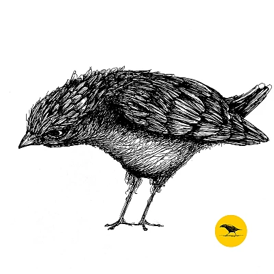 Schwarzweisse Tintezeichnung eines Vogels