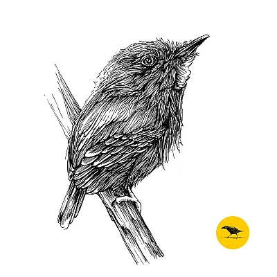 Schwarzweisse Tintezeichnung eines Vogels