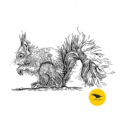 Schwarzweisse Tintezeichnung eines Eichhörnchens
