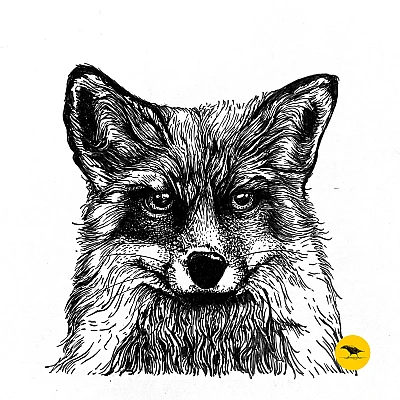 Schwarzweisse Tintezeichnung eines Fuchses