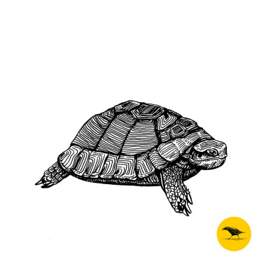 Tintezeichnung einer Schildkröte