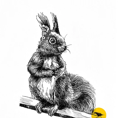 Illustration eines Eichhörnchens, das auf einem Balken sitzt, in schwarzer Tinte. Rechts unten das pixelgraphix Logo.