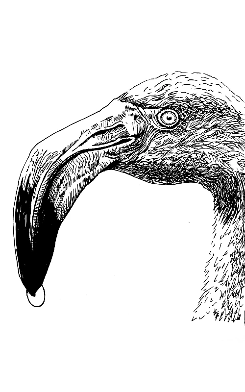 Schwarze Zeichnung eines Flamingos.