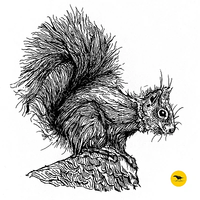 Schwarzweisse Tintezeichnung eines Eichhörnchens