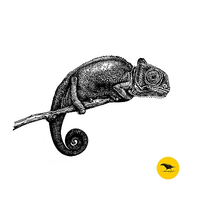 Tintezeichnung eines Chamäleons