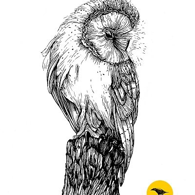 Schwarzweisse Tintezeichnung einer Eule