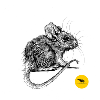 Schwarzweisse Tintezeichnung einer Maus