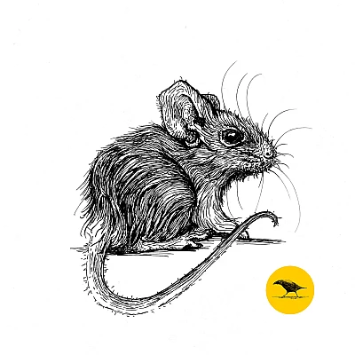 Schwarzweisse Tintezeichnung einer Maus