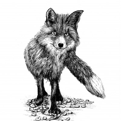 Schwarzweisse Tintezeichnung eines Fuchses