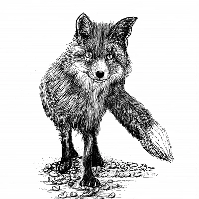 Schwarzweisse Tintezeichnung eines Fuchses