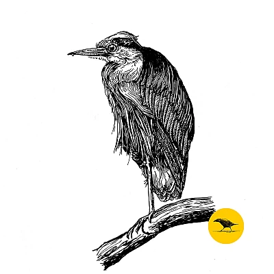 Schwarzweisse Tintezeichnung eines Vogels