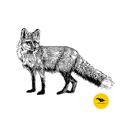 Schwarzweisse Tintezeichnung eines Fuchses