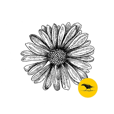 Schwarzweisse Tintezeichnung einer Blüte