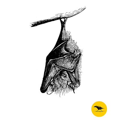 Schwarzweisse Tintezeichnung eines Vogels