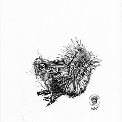 Schwarze Zeichnung eines Eichhörnchens.