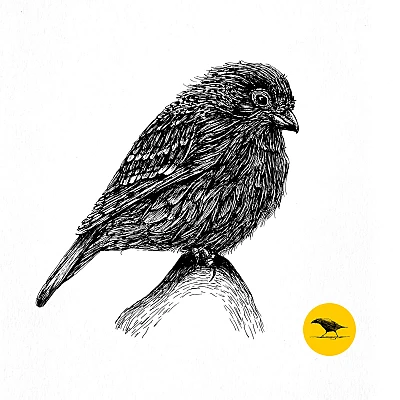 Schwarzweisse Tintezeichnung eines Vogels