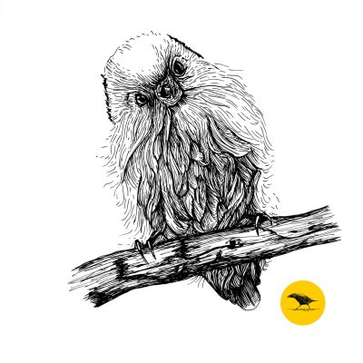 Schwarzweisse Tintezeichnung eines Vogels