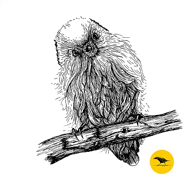 Schwarzweisse Tintezeichnung eines Vogels